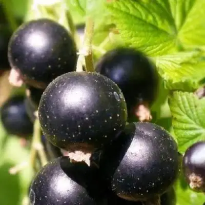 Смородина черная ЧЕРНООКАЯ в Лиде