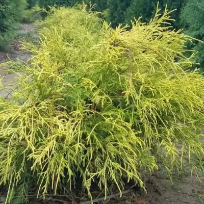 Кипарисовик ФИЛИФЕРА АУРЕА горохоплодный в Лиде