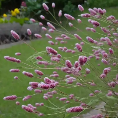 Кровохлебка РОК ЭНД РОЛЛ в Лиде