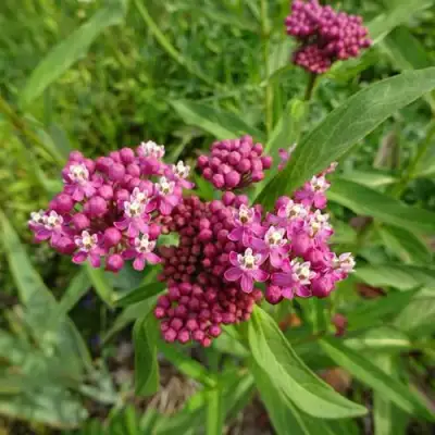 Ваточник МЯСО-КРАСНЫЙ в Лиде