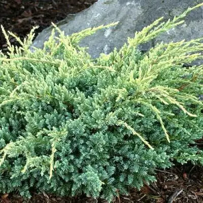 Можжевельник ХОЛГЕР чешуйчатый в Лиде