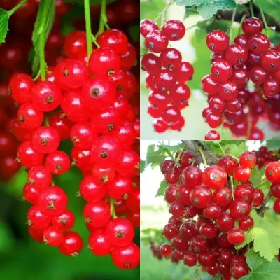 Комплект КРАСНЫЙ УРОЖАЙ в Лиде