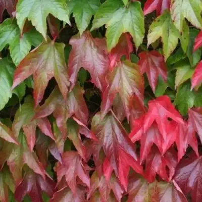 Девичий виноград тройчатый ВИЧИ в Лиде