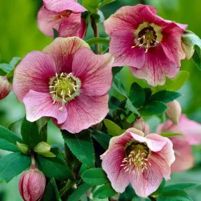 Морозник ВОСТОЧНЫЙ в Лиде