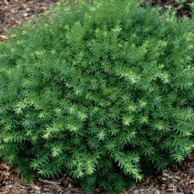 Тис ХИКСИ средний в Лиде