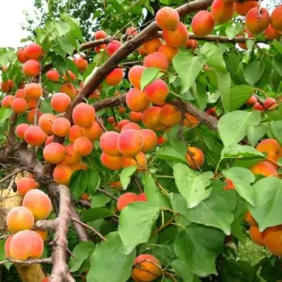 Абрикос ОТБОР АСТАХОВА в Лиде