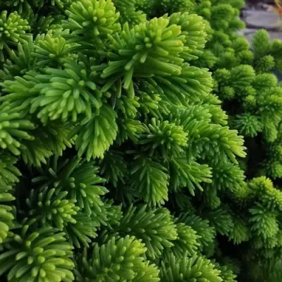 Ель ЛИТЛ ДЖЕМ обыкновенная в Лиде