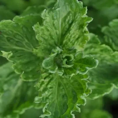 Мята КРИСПА в Лиде