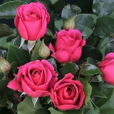 Роза ЛАВ ЛЕТТЕР флорибунда в Лиде