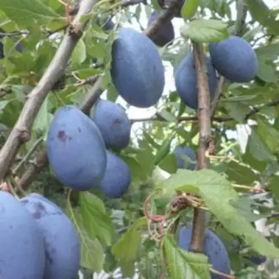 Слива ГИЛЬБЕРТ в Лиде