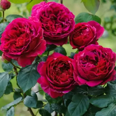 Роза КЕЙТ английская в Лиде