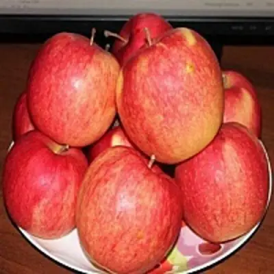 Яблоня ЛИГОЛ в Лиде