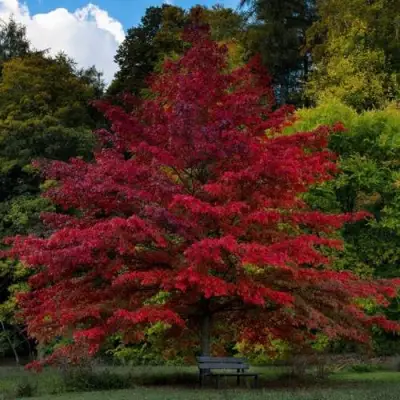 Дуб болотный в Лиде