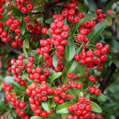 Пираканта РЕД КУИШОН в Лиде