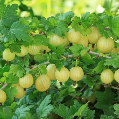 Крыжовник БЕРИЛЛ в Лиде