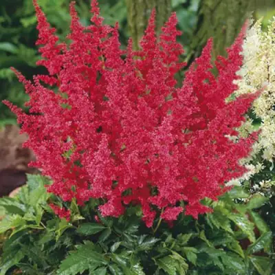 Астильба МОНТГОМЕРИ японская в Лиде