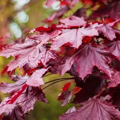 Клен РОЯЛ РЕД остролистный в Лиде