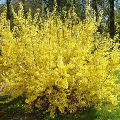 Форзиция ФОРЧУНА в Лиде