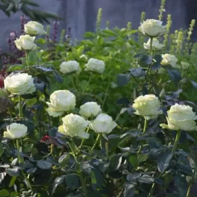 Роза ВАКАНА японская в Лиде