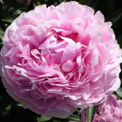 Пион ША-ЛА травянистый в Лиде