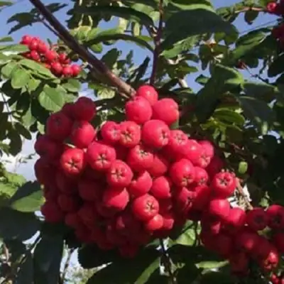 Рябина МОРАВСКАЯ сладкоплодная в Лиде