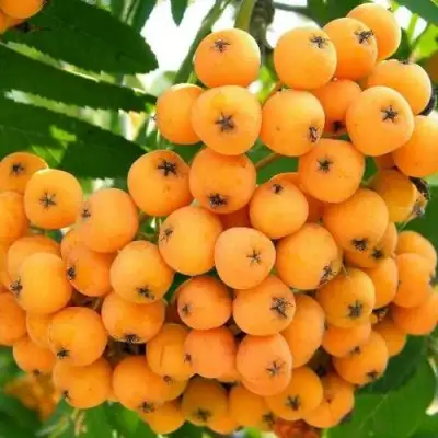 Рябина НЕВЕЖИНСКАЯ ЖЕЛТАЯ сладкоплодная в Лиде