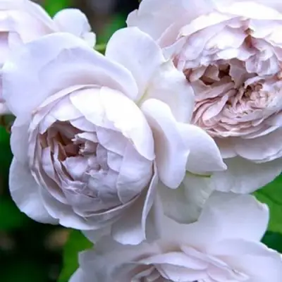 Роза ГРИЗЕЛИС шраб в Лиде