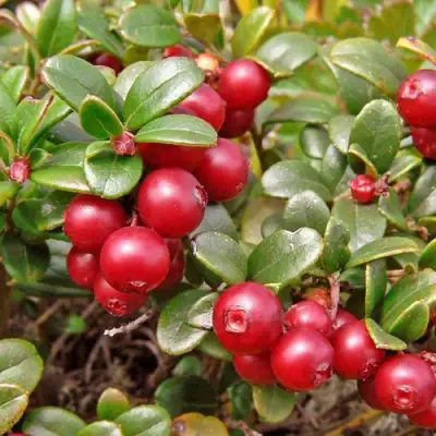 Брусника садовая АМЕРЛАНД в Лиде