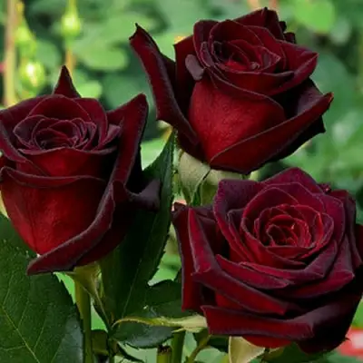 Роза ЧЕРНАЯ МАГИЯ чайно-гибридная в Лиде