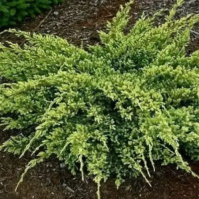 Можжевельник ДРИМ ДЖОЙ чешуйчатый в Лиде