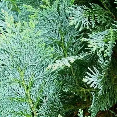 Кипарисовик КОЛУМНАРИС лавсона в Лиде