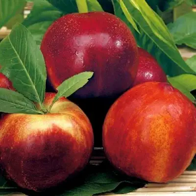 Нектарин СТАРК РЕД ГОЛД в Лиде