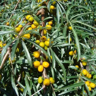 Облепиха ЖЕЛТОПЛОДНАЯ в Лиде