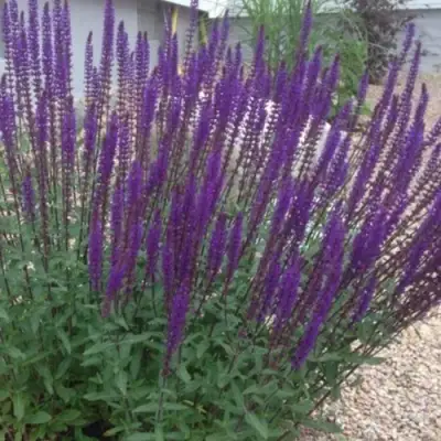 Шалфей КАРАДОНА в Лиде