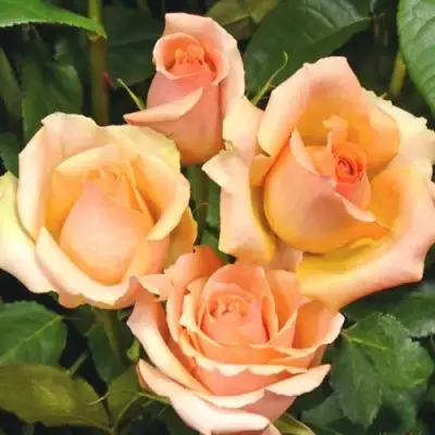 Роза ВЕРСИЛИЯ чайно-гибридная в Лиде