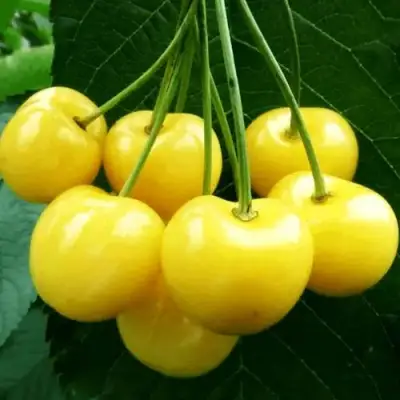 Черешня ПОДСНЕЖНИК в Лиде