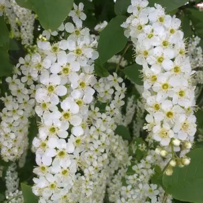 Черемуха САМОПЛОДНАЯ в Лиде