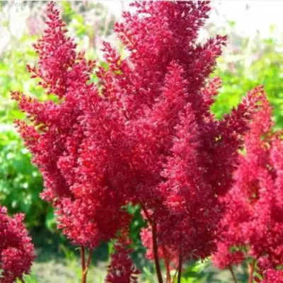 Астильба СКАЙСКРЕЙПЕР китайская в Лиде