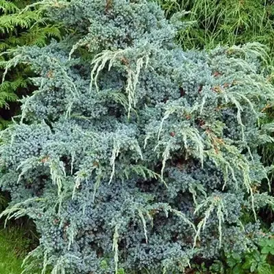 Можжевельник БЛЮ АЛЬПС китайский  в Лиде