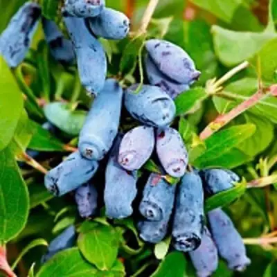 Жимолость съедобная БАКЧАРСКИЙ ВЕЛИКАН в Лиде