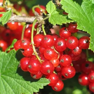 Смородина красная РАЧКОВСКАЯ в Лиде