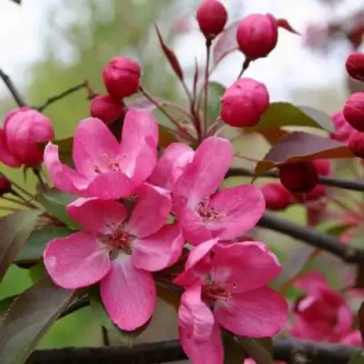 Яблоня РУДОЛЬФ декоративная  в Лиде