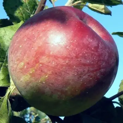 Яблоня АЛЕСЯ в Лиде