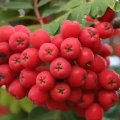 Рябина АЛАЯ КРУПНАЯ сладкоплодная в Лиде