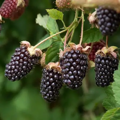 Ежемалина БОЙСЕНБЕРРИ в Лиде