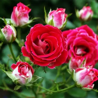 Роза ШОНЕ КОБЛЕНЦЕРИН флорибунда в Лиде