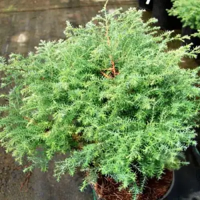 Кипарисовик СКВАРРОЗА горохоплодный в Лиде