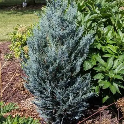 Кипарисовик ДАРТС БЛЮ РИББОН лавсона в Лиде