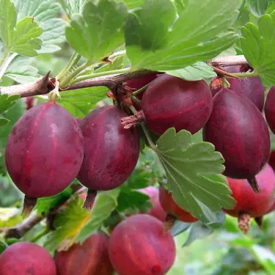 Крыжовник ХИННОМАКИ РОТ в Лиде