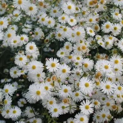 Болтония СНОУБЭНК в Лиде